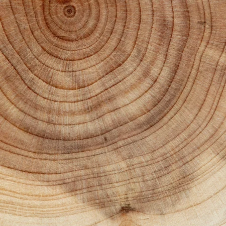 Een boomstronk van cade hout